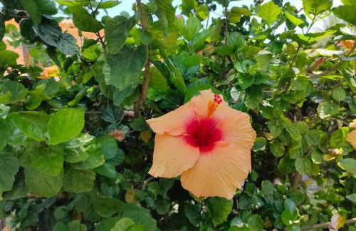 Villa con piscina junto a la playa - Foto 15