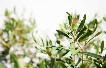 Casa do Largo - Casas da Amieira - Foto 19