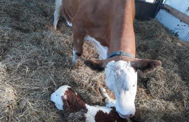 Ferienbauernhof Rosenberger - Foto 23