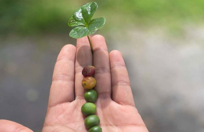 Boquete Coffee Tour - Photo 8