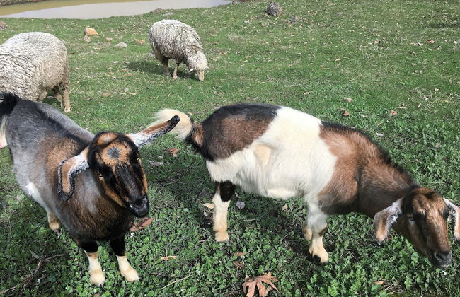 Balingup Highview Chalets - Foto 14