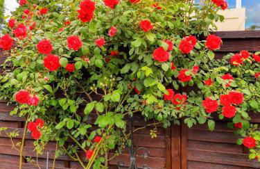 Ferienhaus am Kamskefliess - Foto 6