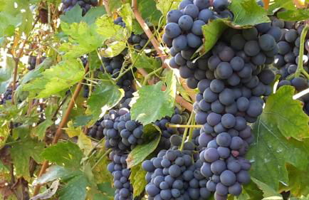 Agriturismo La Rocca - Foto 106