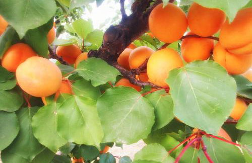 Casalesanpietro - Foto 51