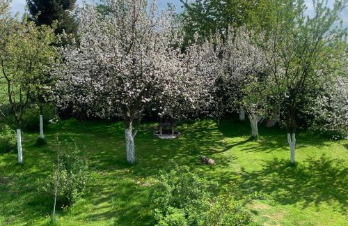 Dom z sadem - Foto 12