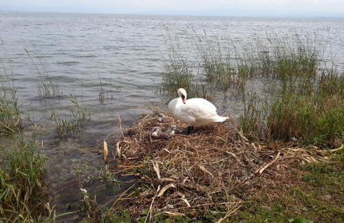 Gästehaus zum Landesteg - Foto 73