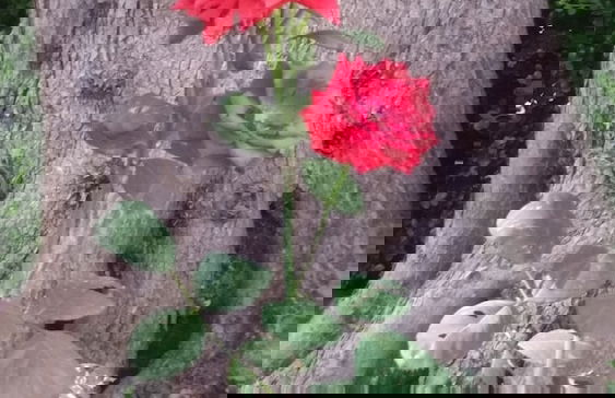 Le Radici Casa Vacanze - Foto 58