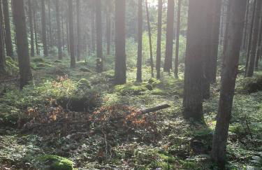 Idyllisches Häuschen im Grünen - Foto 31