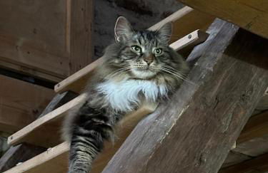 Maison en Pierre - Foto 16