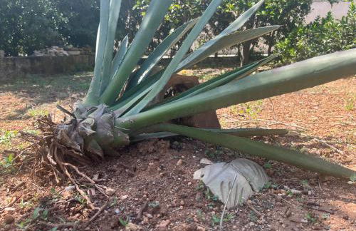 Nespolilla - Foto 12