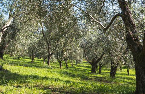 Fattoria Laviosa - Foto 33