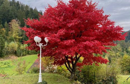 Ferienwohnung zur Bierliebe - Mit toller Aussicht im Herzen des Schwarzwaldes - Foto 46
