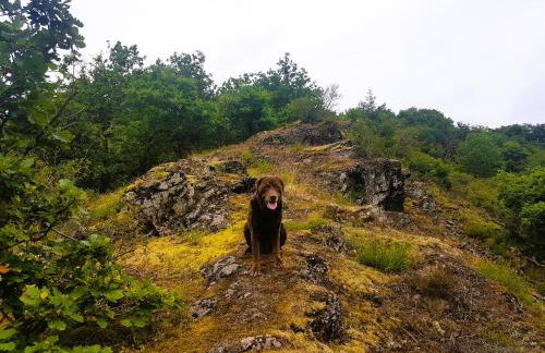 Ferienhaus Leopold mit Burgblick an der Mosel - Foto 80