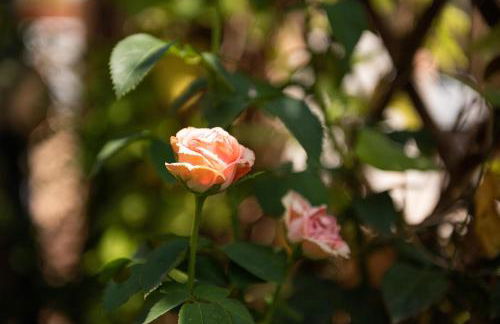 Casa Michelle - Foto 4