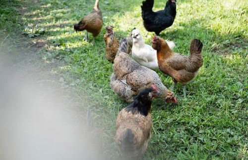 New Residence Schnatzhof Schlanders - Foto 35