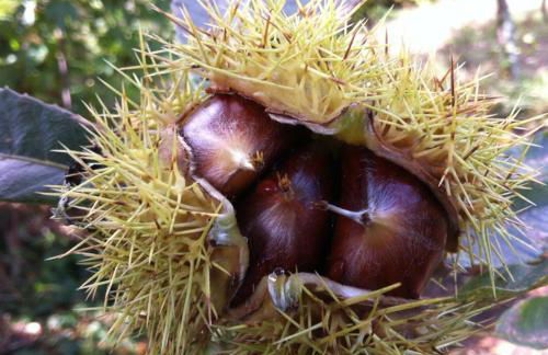 Eira das Carvalhas - Foto 22