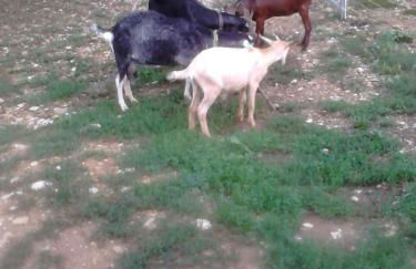 LES TILLEULS - Foto 7