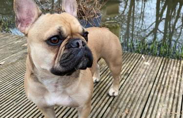 NEW Cosy cottage - Lake view & Log Burner - Dog proof garden - Foto 17