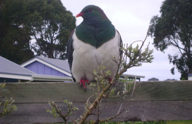 Catlins Newhaven Holiday Park - Foto 5