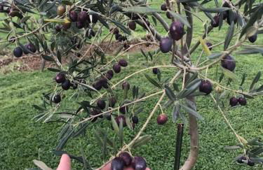 Quinta Pedro e Inês - Foto 54