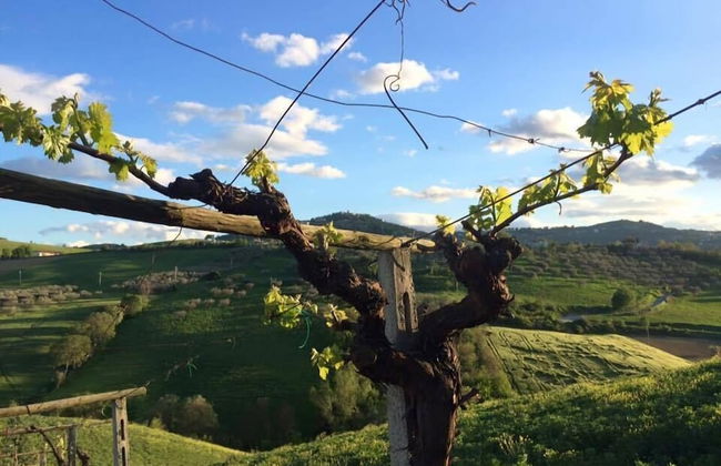 B&B Azienda Perconti - Foto 31