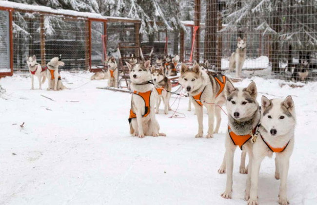 Reindeer & Husky Sleigh Ride - Photo 5