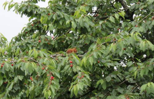 Apartamento Rural Oizalde - Foto 22