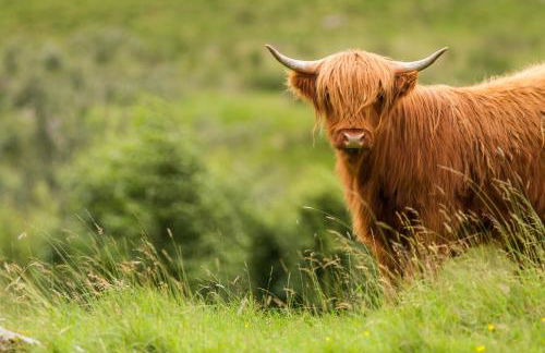 Dalmunzie Castle Hotel - Foto 3