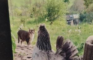 romantische Ferienwohnung im Vogelsbergkreis - Foto 16