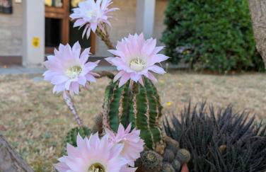 Appartment Navacchio Pisa 2B - Foto 64