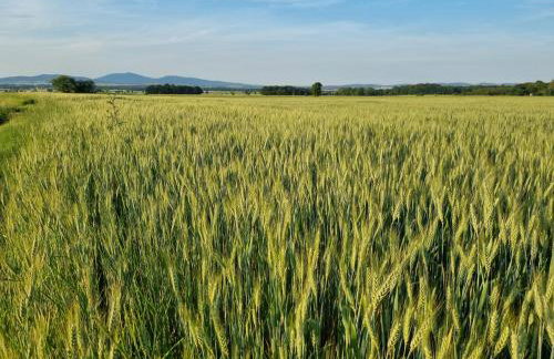 Drewniany dom w brzozowisku - Foto 69