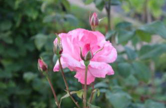 Quinta do Regalo - Foto 66