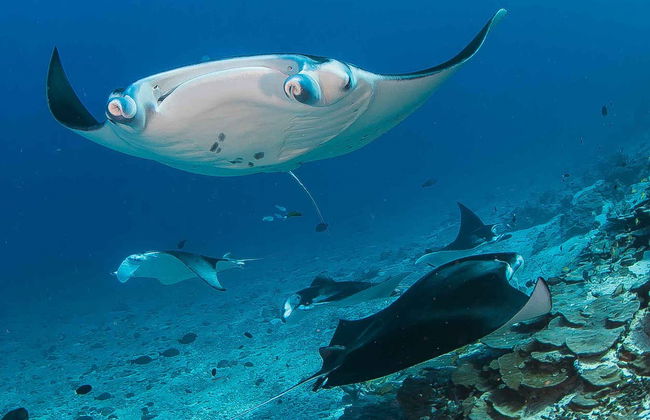 Snorkeling con tartarughe e mante giganti - Foto 3