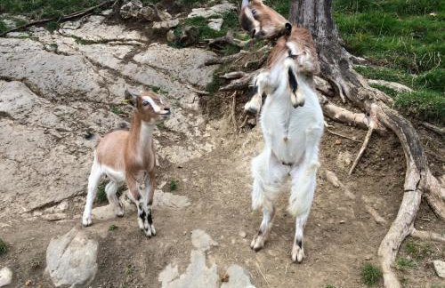 Ferienwohnung Allgäuer Landhaus Stocker in Hopferau-Füssen - Foto 61