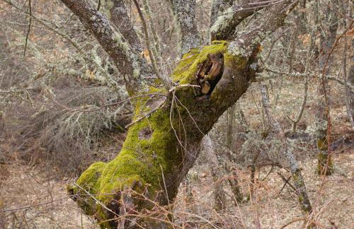 Casa Rural Aguas Frías I - Foto 54