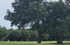 Golf Community Forest Creek - Photo 9