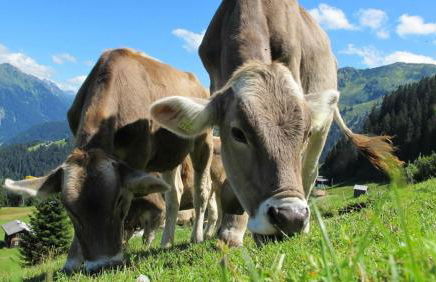 Ferienwohnung Auszeit Füssen - Foto 16