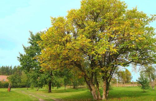 Dom Gościnny Bogdany - Foto 8