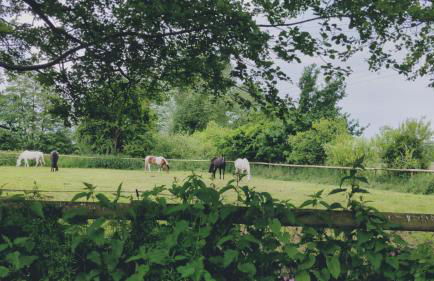 Cosy Owl - Shepherds Hut - Foto 52