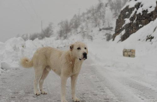 The Mountain House -mountain getaway - Photo 16