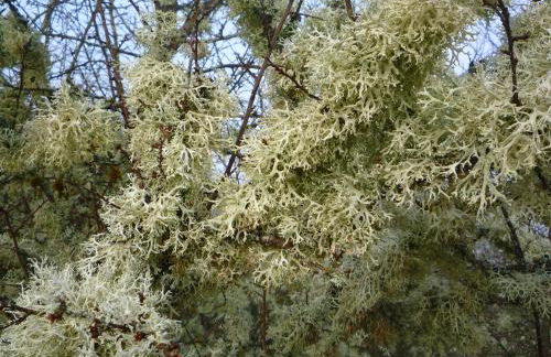 Wolfs Ferienhaus - Natürlich Eifel - Foto 32