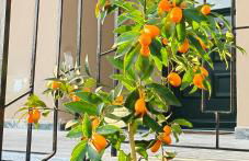 Allin home - Foto 52