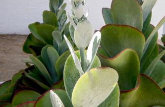 Apartamentos Can Guasch Formentera - Foto 56