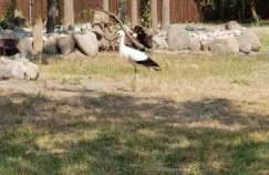 Aleksandrówka - Domek Aleksander - Foto 40