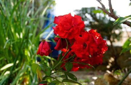 Apartments Ivos - Foto 26