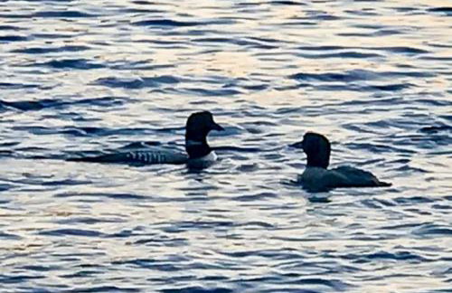 Bayberry Lakehouse - Foto 51