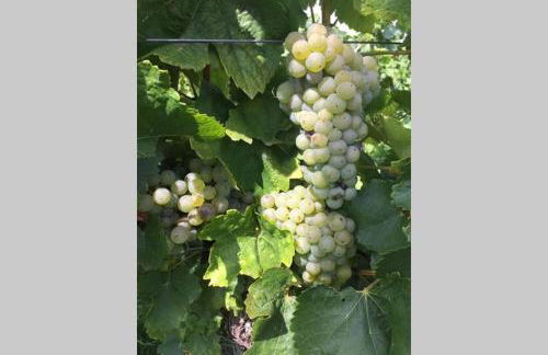 Wohlfühlen im rheinhessischen Backsteinhaus - Foto 32