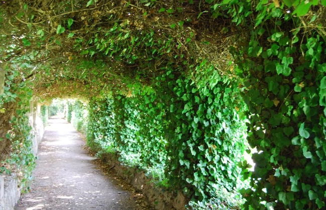 Finca Son Vivot - Photo 49