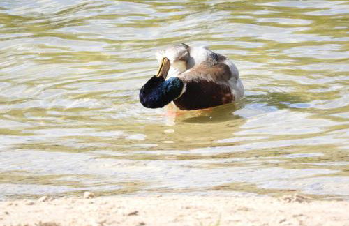 Domek Letni Ryn - Foto 35