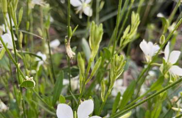 Le petit paradis - Foto 55